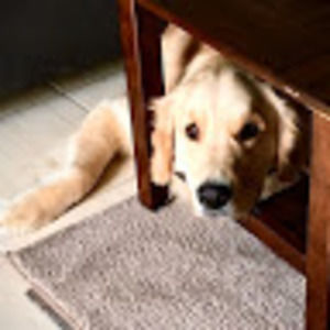 Meet your Posher, Bernice